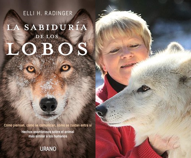 Leímos “La sabiduría de los lobos” de Elli H. Radinger y este es nuestro  comentario - Libros a mí